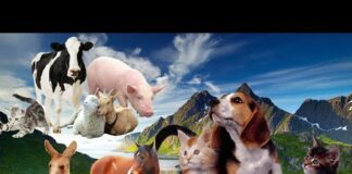 Pets – Wild Animal Sounds – Dog, Cat, Horse, Cow, Lion, Rhinoceros, Pig, Swan, Elephant, Panda