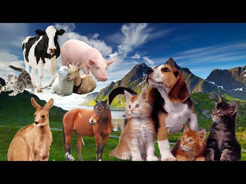 Pets – Wild Animal Sounds – Dog, Cat, Horse, Cow, Lion, Rhinoceros, Pig, Swan, Elephant, Panda