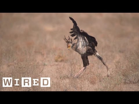 The Goofy-Looking Bird That Kicks the Bejeezus Out of Snakes | Absurd Creatures