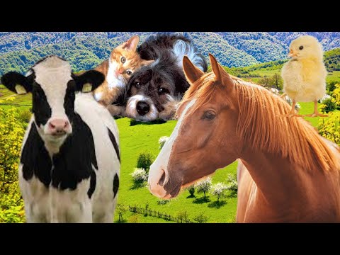 Farm animals – Wild animal sounds for Children