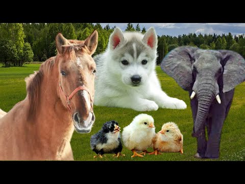 Cute animals – Wild animal sounds – Cat, dog, giraffe, elephant, cow