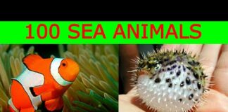 Learn 100 Sea Animals with Engaging Flashcards | Explore Marine Life and Expand Vocabulary!