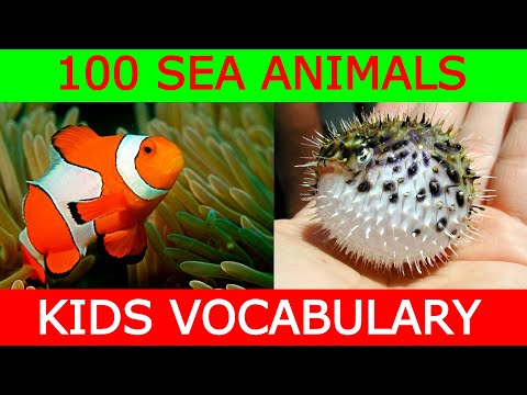 Learn 100 Sea Animals with Engaging Flashcards | Explore Marine Life and Expand Vocabulary!