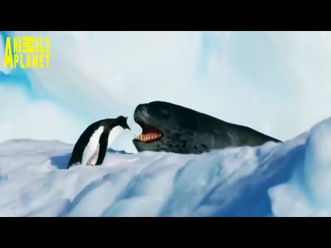 A heart touching video | Seal fish helps penguins | wildlife Animals Videos | Animal Planet Videos