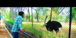 Ostrich Birds in Warangal Zoo – Telangana – ComeTube