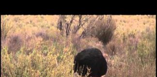 Ostrich Feeding on Bush Leaves Video View of Male Bird in a South African National Park Game Reserve