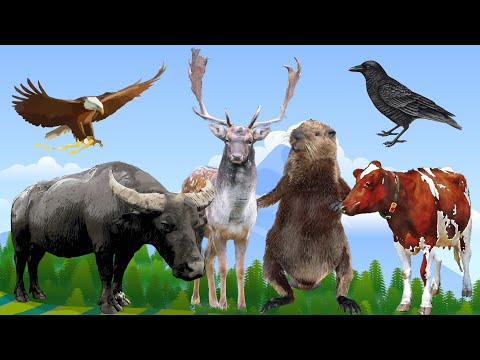FUNNY CUTE ANIMAL VIDEOS and SOUNDS MEERKATS, BEAVER, CHICKEN, CAT, GOOSE, COW, PIG