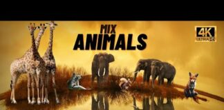 Cute and funny 4K Animals videos | Ultimate Wild Animals Collection |  animal | HD | CFV Pets