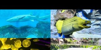Real Sea Animals in Action – Dolphins, Sharks, Moray Eel, Penguin, Jellyfish, Weedy Sea Dragon