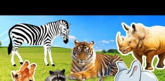 Interesting wild animals: lion, tiger, monkey, giraffe, elephant, penguin, leopard – animal sounds