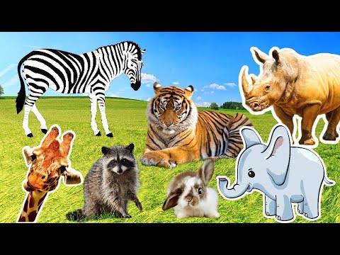 Interesting wild animals: lion, tiger, monkey, giraffe, elephant, penguin, leopard – animal sounds