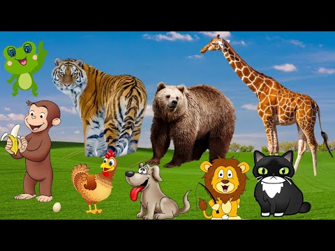 FARM ANIMALS – GIRAFFE, BEAR, TIGER, FROG, MONKEY, CHICKEN, DOG, ELEPHANT