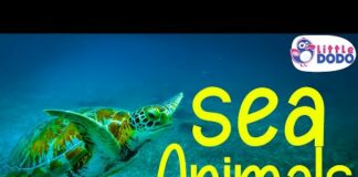 Sea Animals Names and Pictures | Sea Animals for Kids |  Sea Animals Name in English