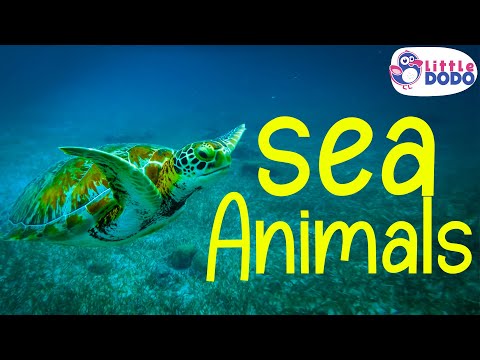 Sea Animals Names and Pictures | Sea Animals for Kids |  Sea Animals Name in English