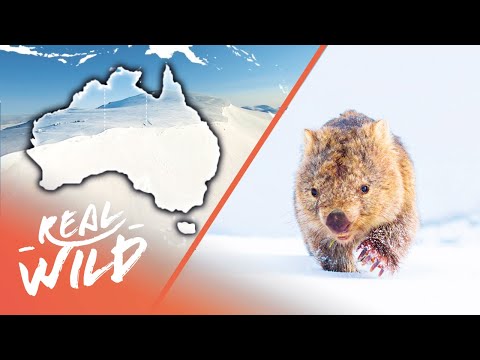 Did You Know This About The Australian Alps? | Australia’s Wild Places | Real Wild