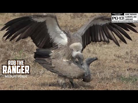 WILDlife: Vultures Pairing On the Ground