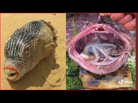 ASMR Satisfying Catching Seafood China : Shark , Octopus , Fishing , Crab … #48