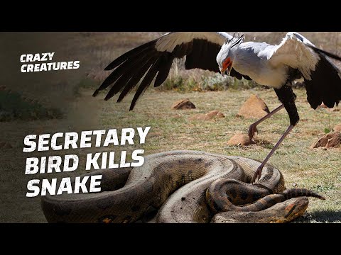 Secretary Bird Stomps Snake to Death