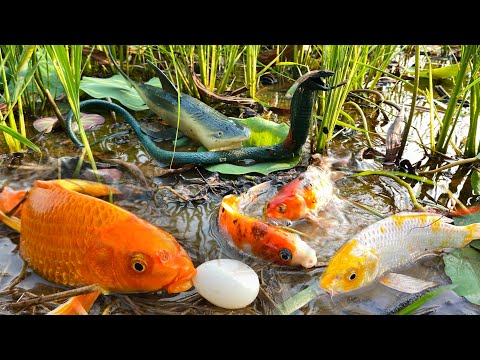 Catching Koi Fish, Freshwater Fish and Sea Animal Toys, Sharks, Whales, Seahorses, Part14