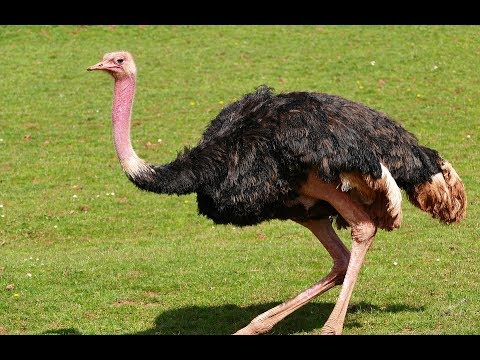 Ostrich or Camel Birds Funny Video In the zoo