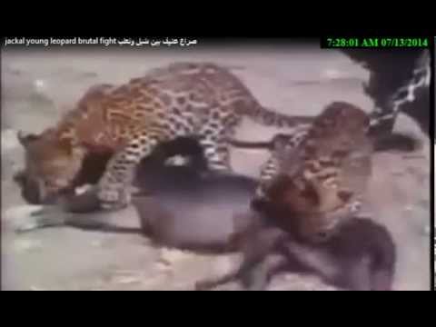 Amazing:Jaguar vs Lion,Jaguar vs Crocodile,Jaguar vs BUffalo,Jaguar vs Leopard