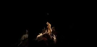Bonfire |The song that’s giving memorial vibes 🔥 #bonfire #wildlife #nature #viral #shorts #trending