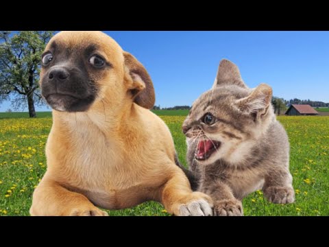 Sounds of beautiful pets | Funny moments Cat & Dog