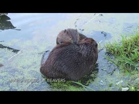 Beavers oil and groom each others’ backs using their hands and teeth  It is called mutual grooming
