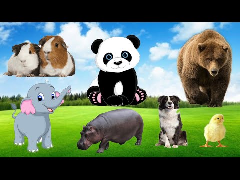Learn About Lovely Animals around Us: Bird, Cats, Eagle, Cattle, Dog, Cow, Sheep,Elephant,Bear,Cat