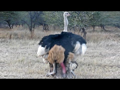 Ostriches Mating in Front of Tourists