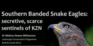 Southern Banded Snake Eagles – secretive scarce sentinels of the coastal forest – Bird Club Talk