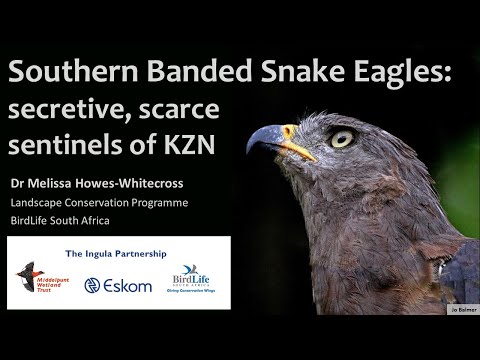 Southern Banded Snake Eagles – secretive scarce sentinels of the coastal forest – Bird Club Talk