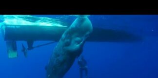 Baby Whale Mistakes Boat For Mother | Ocean Giants | BBC Earth