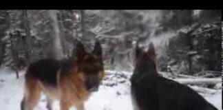 German Shepherds~ Nellie’s  first snow