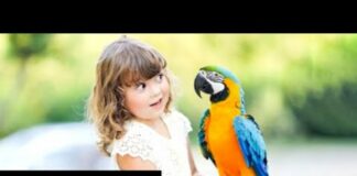 Top BIRDS in the world |Birds Names and pictures for kids |Flamingo, ostrich and many More| Hd pics