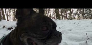 Winter Dog Walk – Walking in a Snow Forest