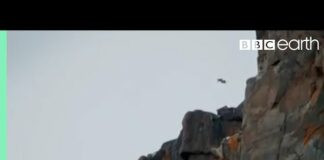 Baby Chick Jumps Off Cliff | Life Story | BBC Earth