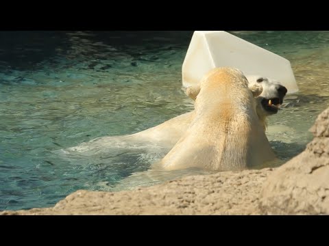 Polar Bears having fun at the zoo | Zoo Visit Video – चिड़ियाघर | Funny Animals #animals