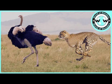 Incredible! Ostriches use this technique to protect their eggs from cheetahs and hyenas