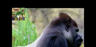 GORILLA SOUNDS | Animal Sounds For Kids | #animals #kids #children #gorilla #gorillatag #gorillas