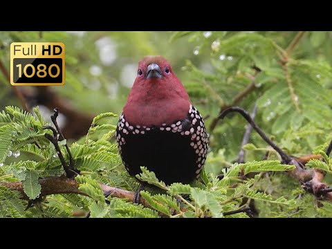 BIRDS OF SOUTH AFRICA PART 6 OF 10