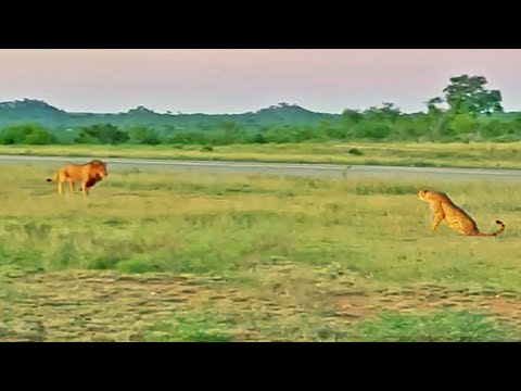 Lion Tries Running Faster than Cheetah