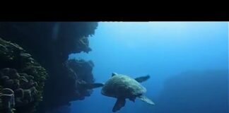 Ocean (Be a predator) Documentary HD