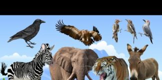 REAL ANIMAL BIRD INSECT REPTILE SOUNDS: MONKEY, TIGER, PIGEON, GRASSHOPPER …