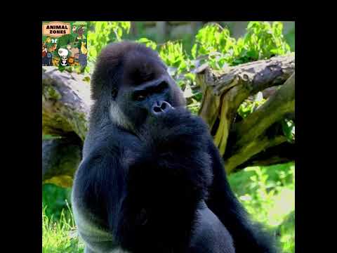 GORILLA SOUNDS | Animal Sounds For Kids | #animals #kids #children #gorilla #gorillatag #gorillas