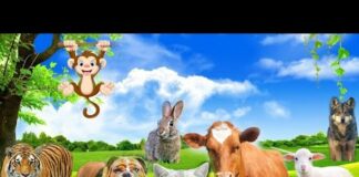 Sounds of wild and familiar animals 02:Cow,Dog,Cat,Wolf,Monkey,Tiger,Sheep,Deer,Rabbit,Birds,etc