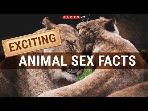 Exciting Facts About Animal Sex And Animals Mating |ANIMALS LIFE