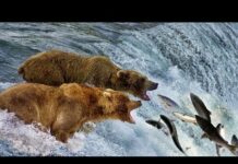 Beauty Nature & Wild – Bear catching salmon in waterfall | Wild Animals 2018