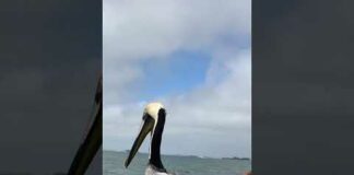 Pelican | large water bird #shorts