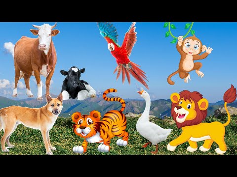 Lives of animals: dog, cat, tiger, lion, elephant, duck, monkey, cow – animal sounds